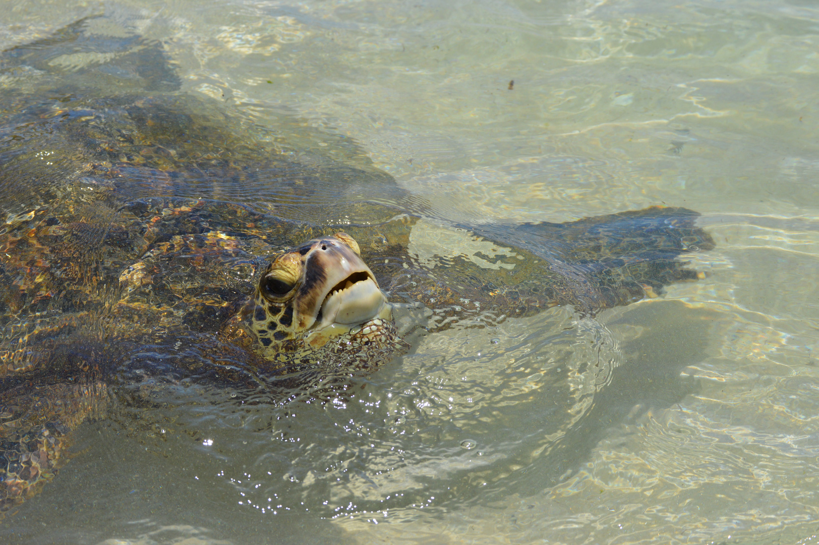 Schildkröte - Turtle Bay - Ohau