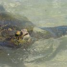 Schildkröte - Turtle Bay - Ohau