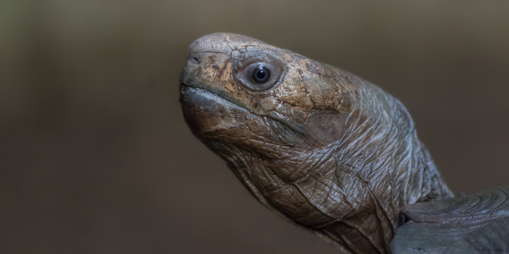 Schildkröte (über Wasser)