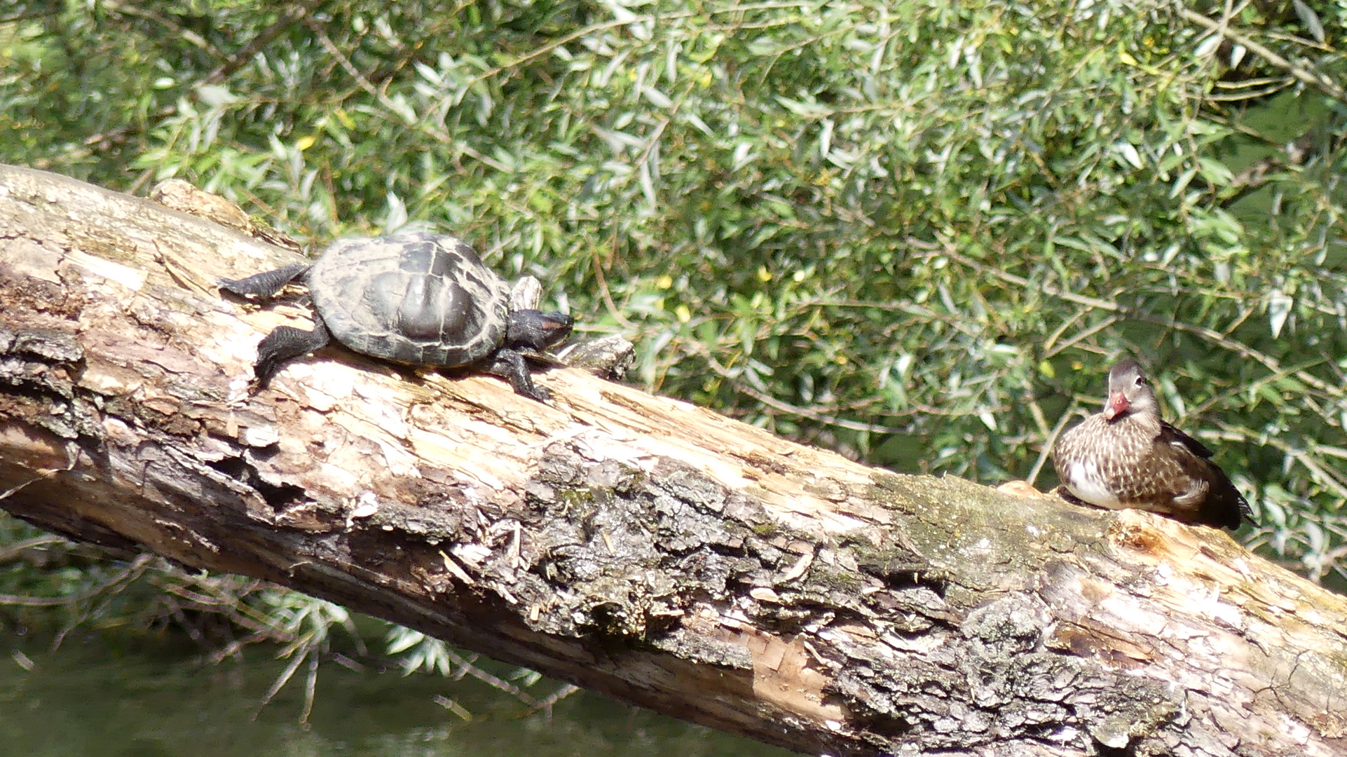 Schildkröte und Ente