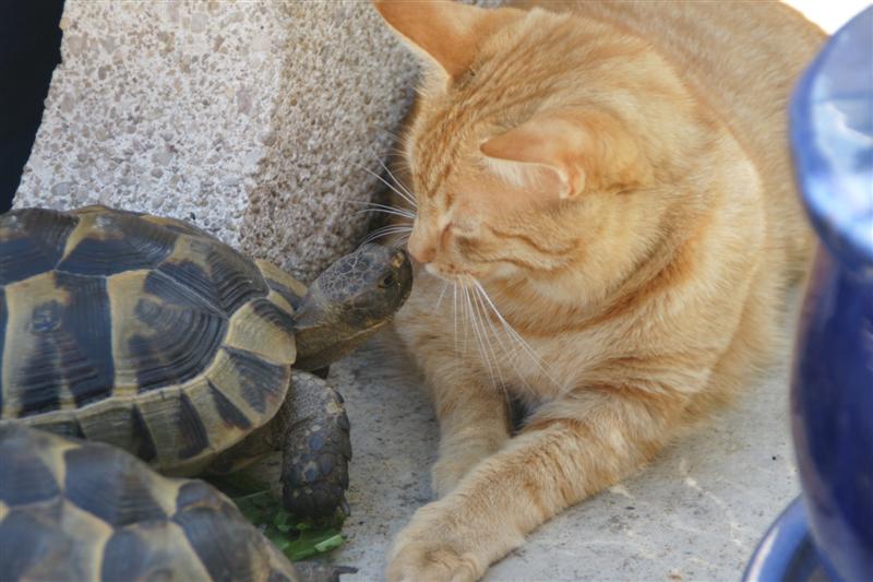 Schildkröte und Kater beim kennenlernen