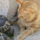 Schildkröte und Kater beim kennenlernen