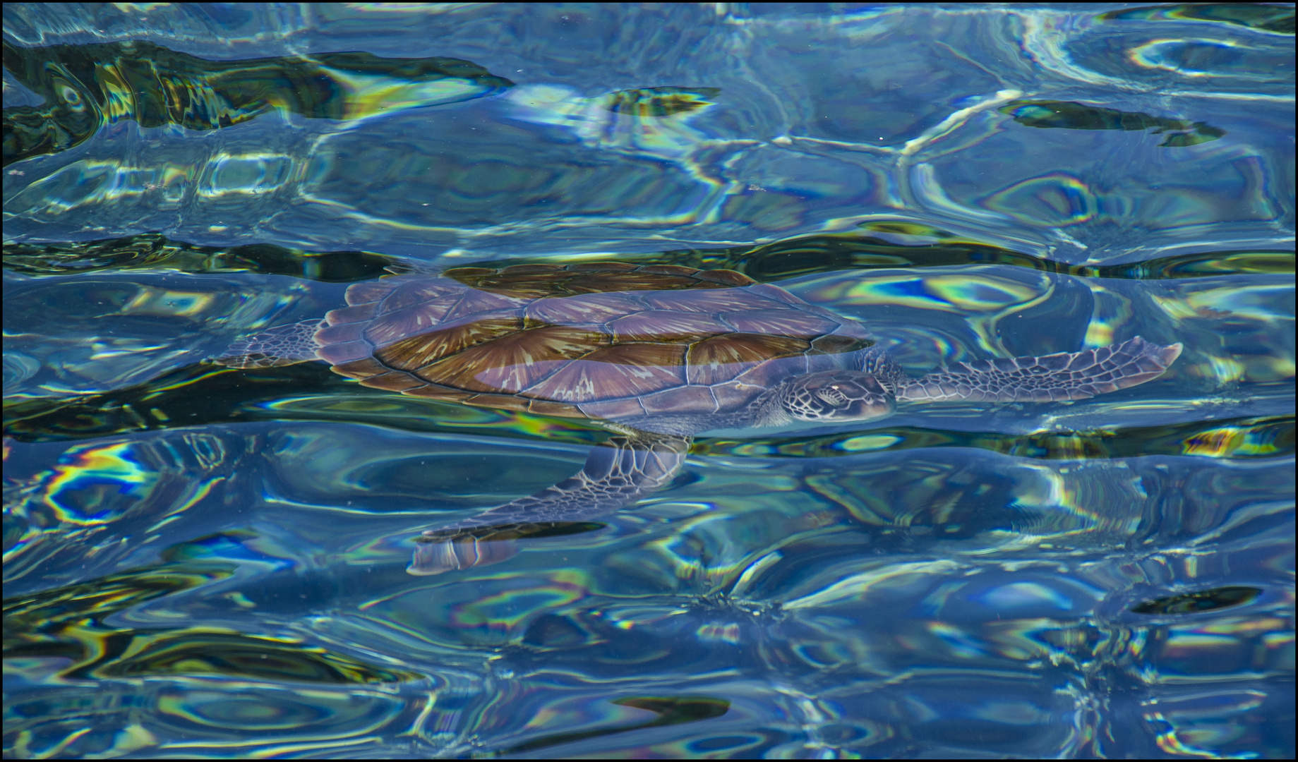 Schildkröte unter  Wasser......