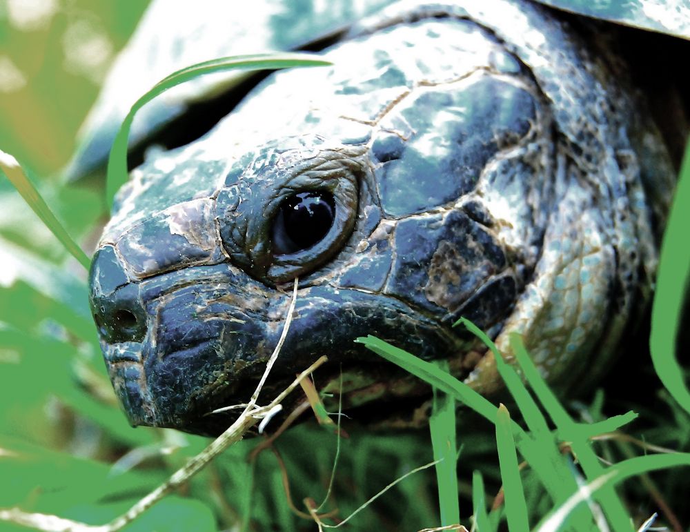 Schildkröte / Wiese