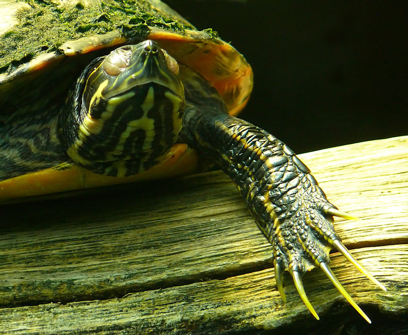 Schildkröte - Wo bitte schön bleibt meine Maniküre?