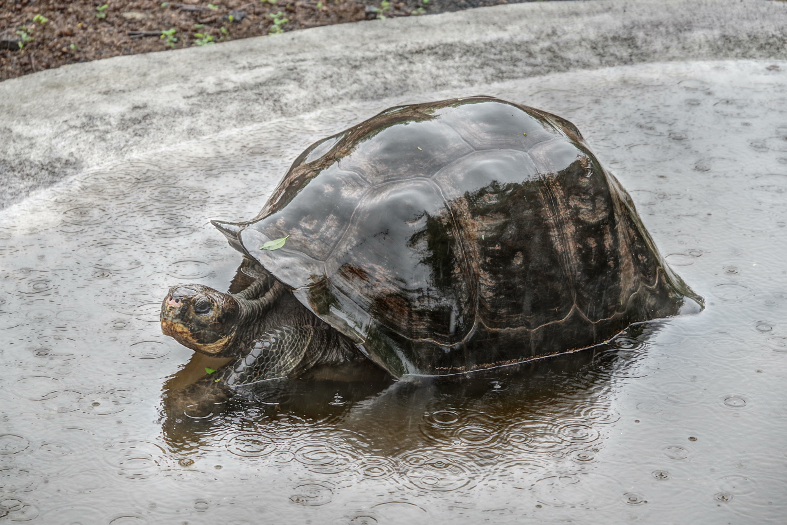 Schildkröte2 auf Galapagos