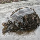 Schildkröte2 auf Galapagos