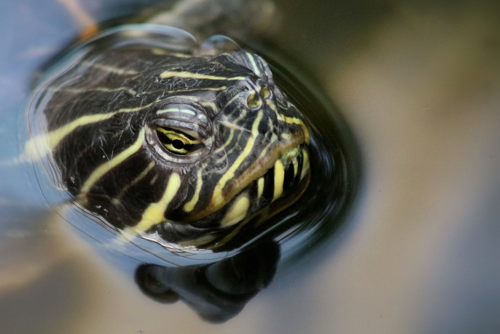 Schildkröte...aufgetaucht!!!