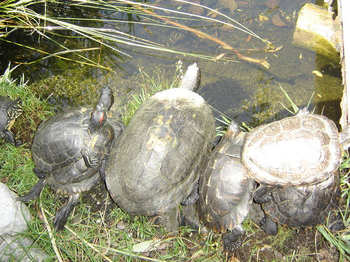 Schildkrötefamilie bei Ausflug