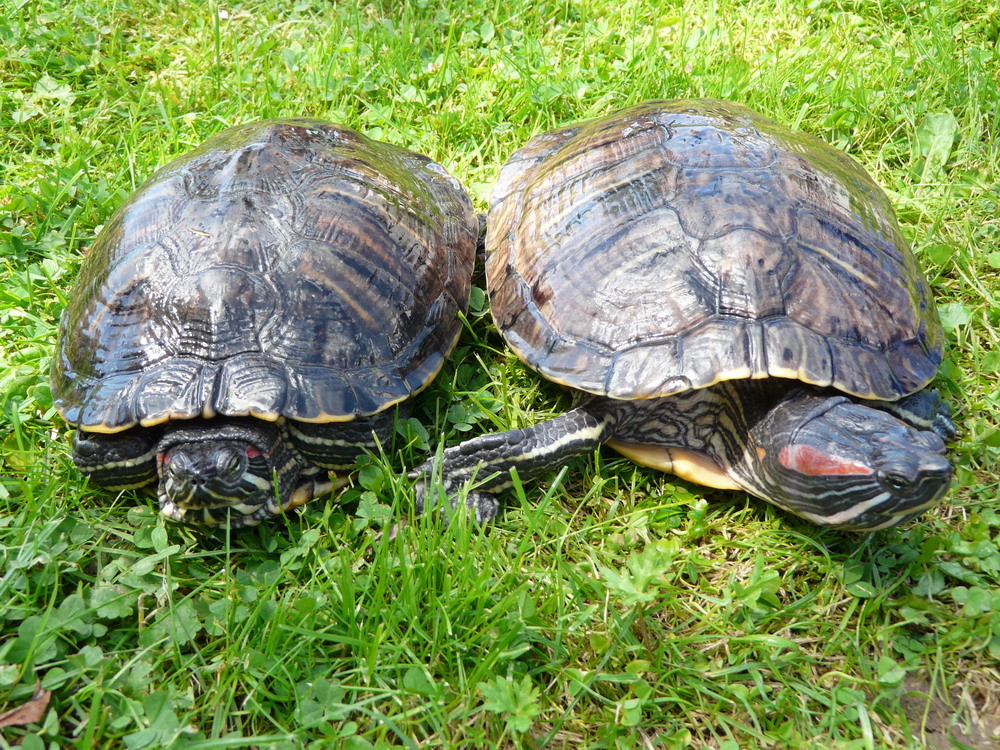 Schildkröten