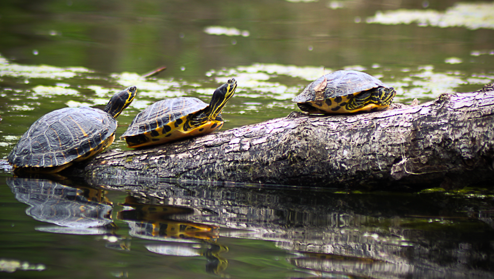 Schildkröten