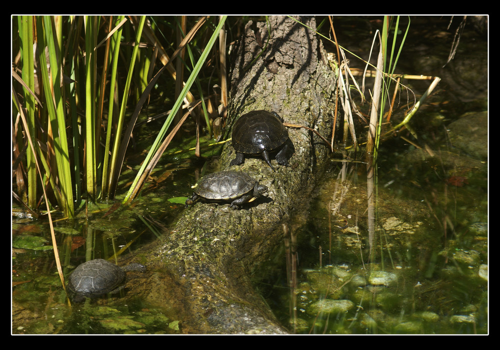 Schildkröten