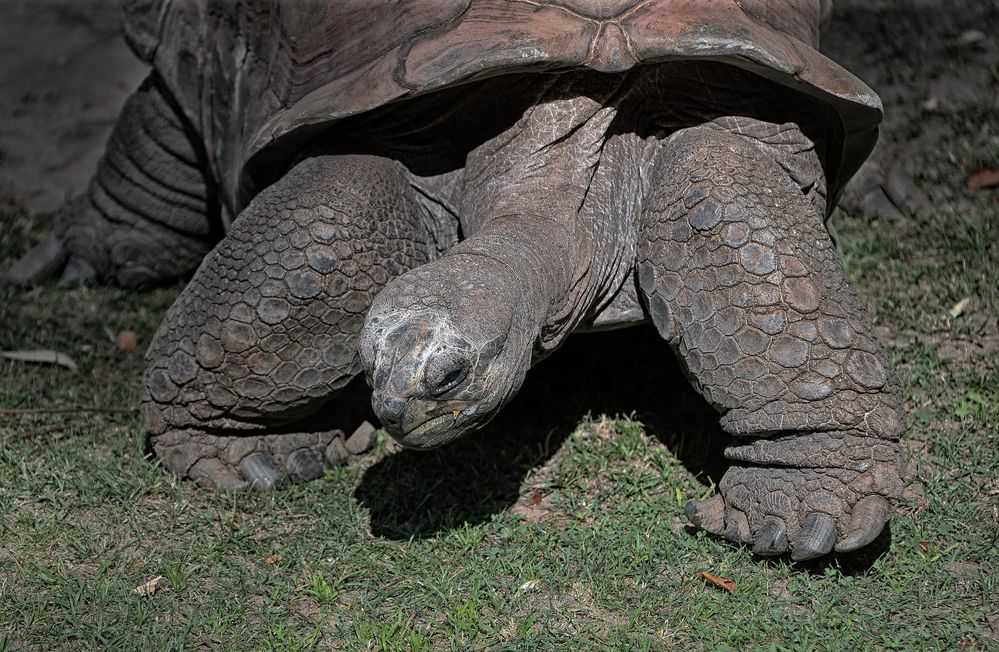 Schildkröten -2- Foto & Bild | bilder, fotos, natur Bilder auf ...