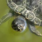 Schildkröten 22
