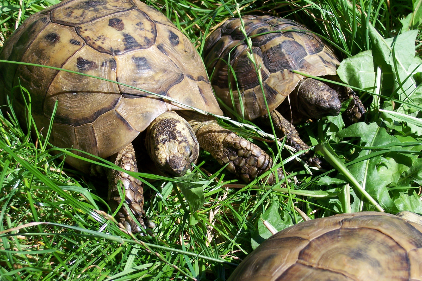 Schildkröten