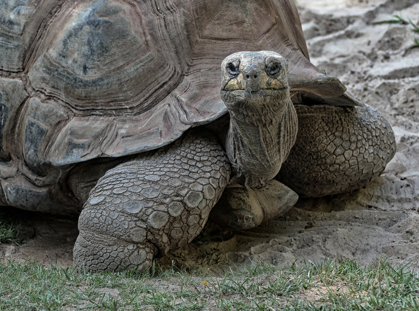 Schildkröten -3- Foto & Bild | bilder, fotos, natur Bilder auf