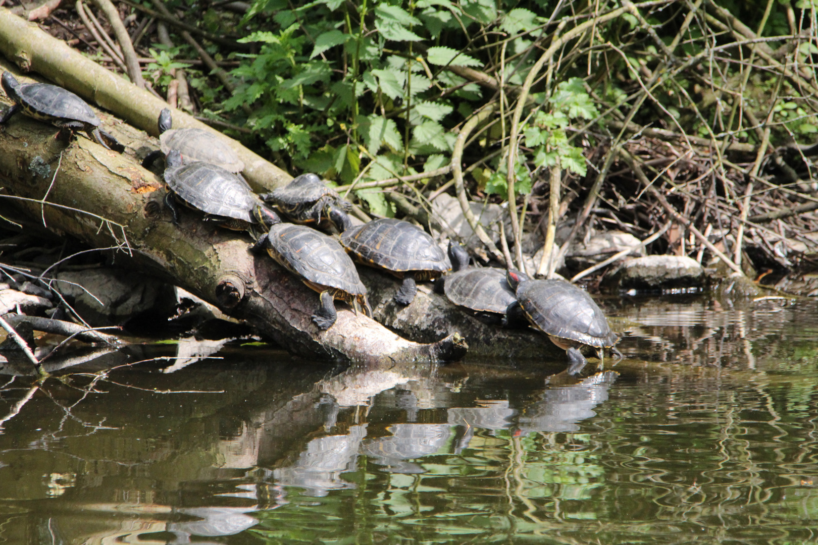 Schildkröten