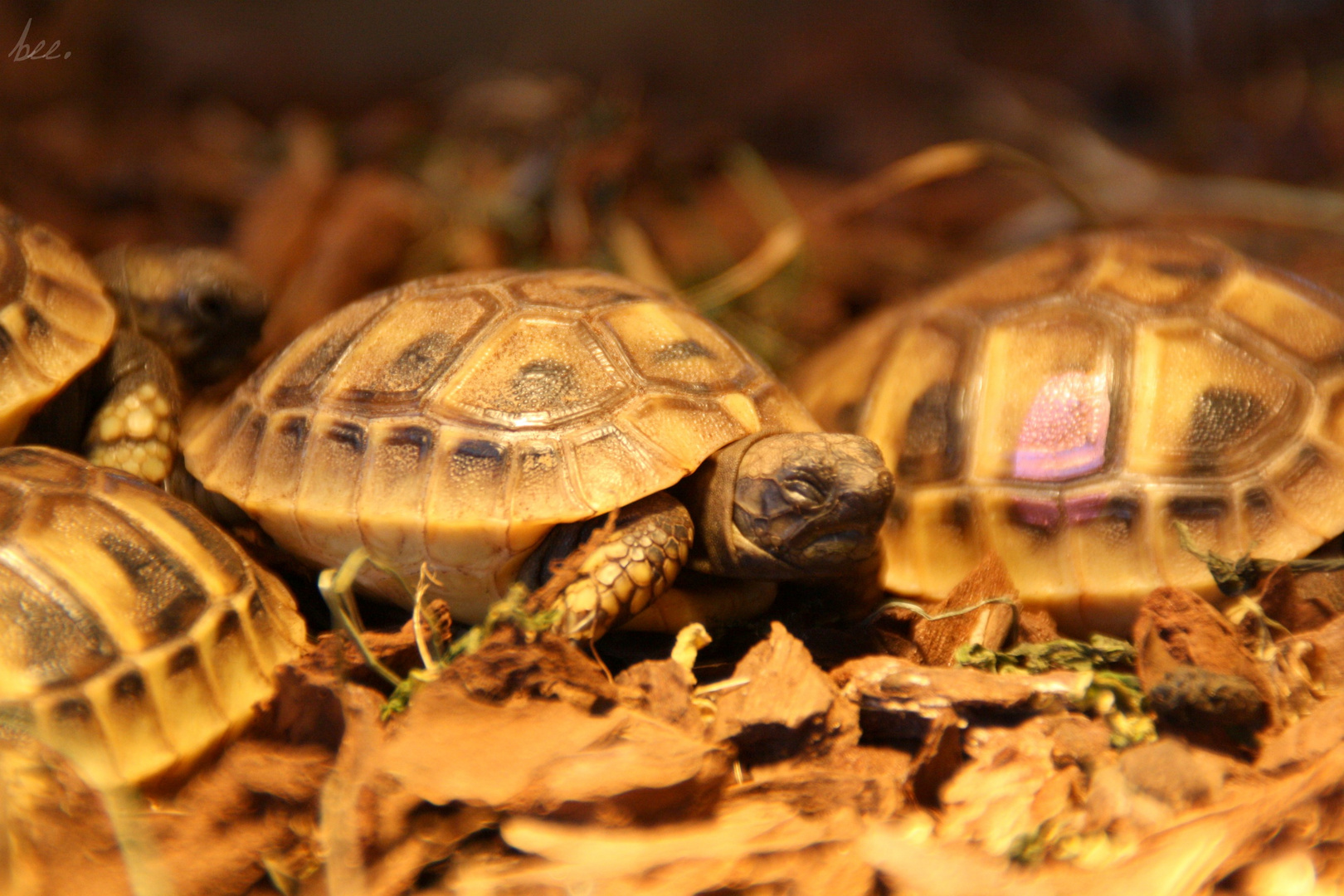 Schildkröten :)