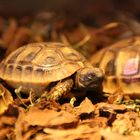 Schildkröten :)