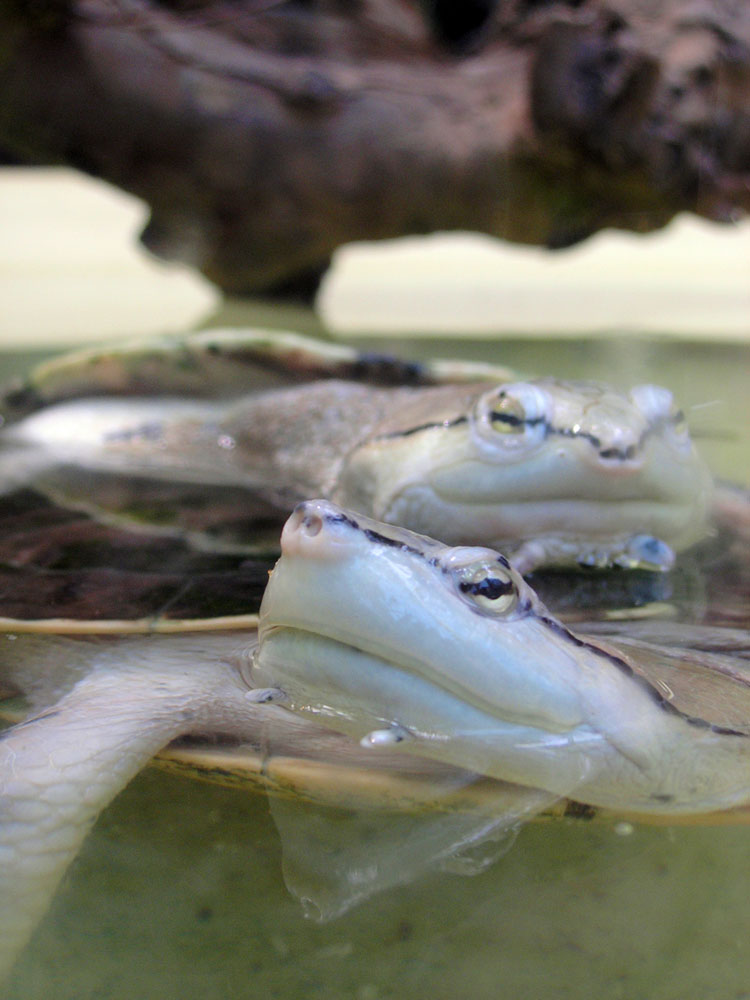 Schildkroeten