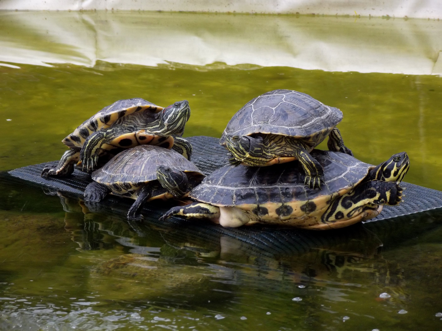 schildkröten