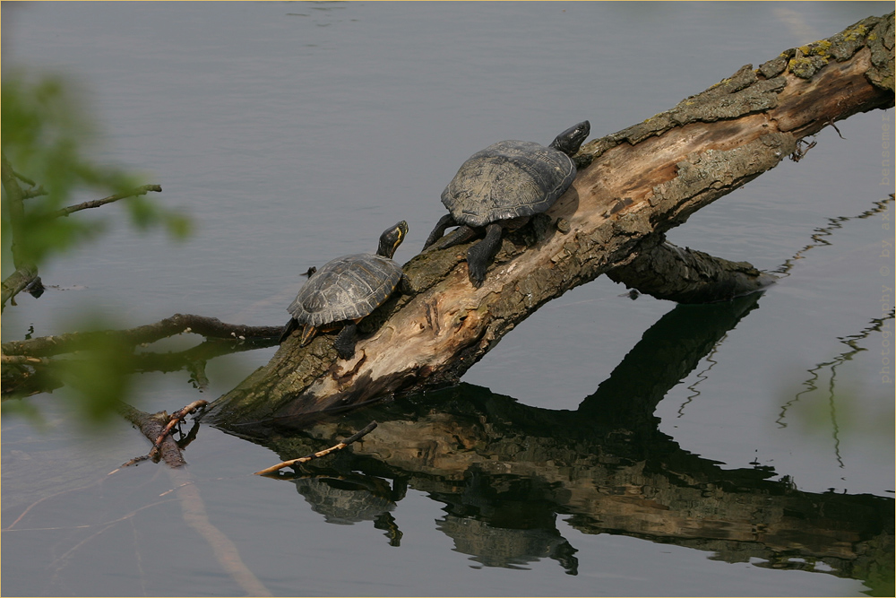 Schildkröten