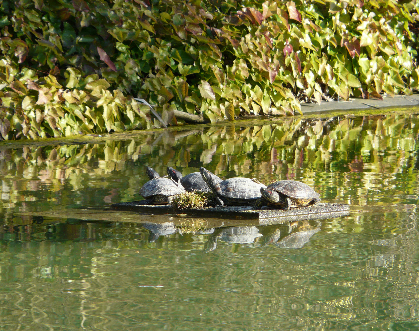 Schildkröten