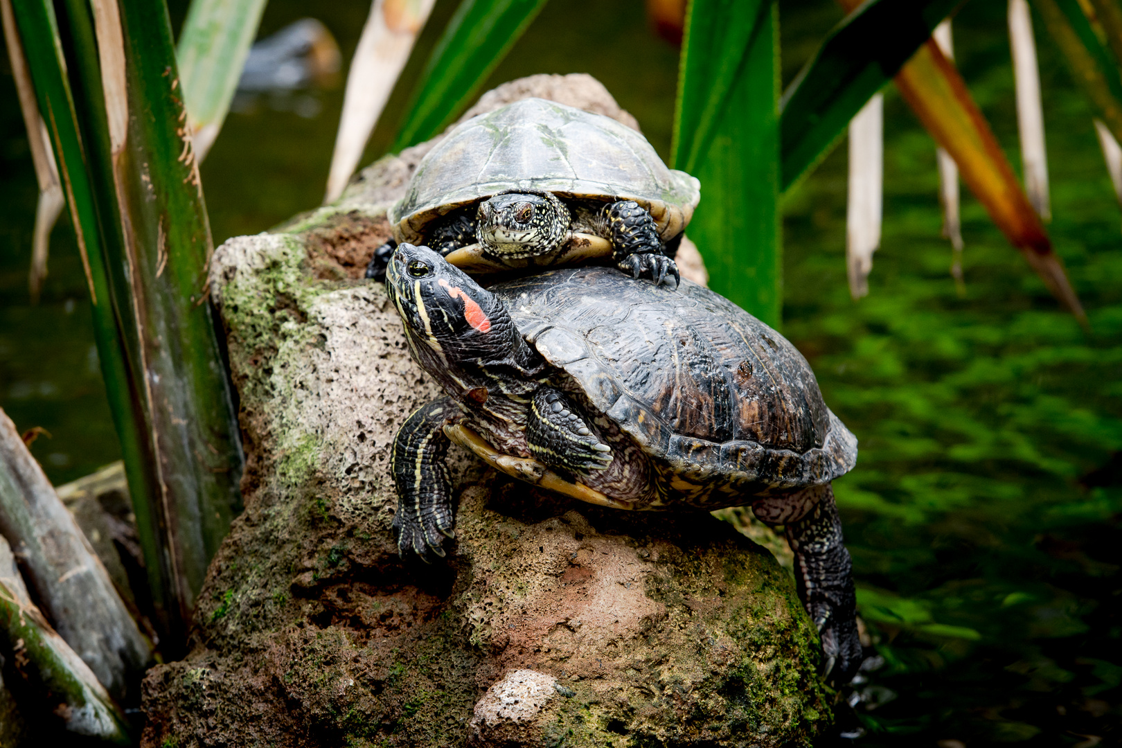 Schildkröten