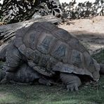 Schildkröten -6-