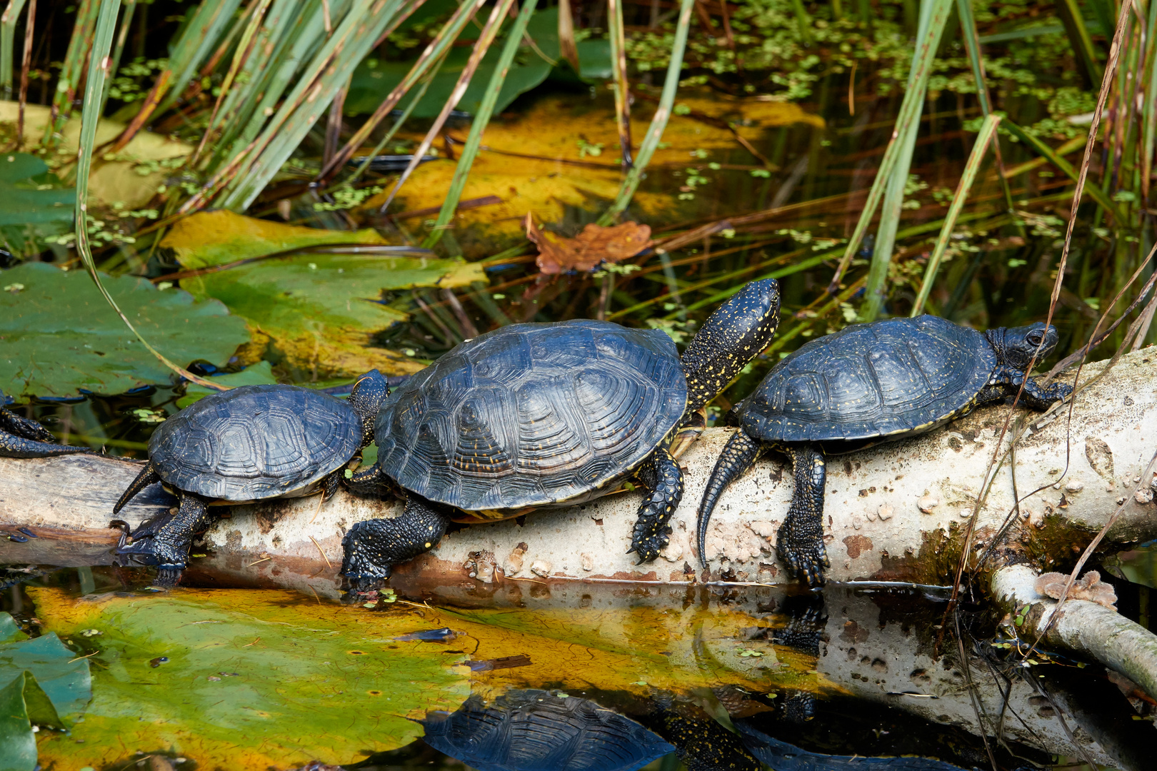 Schildkröten