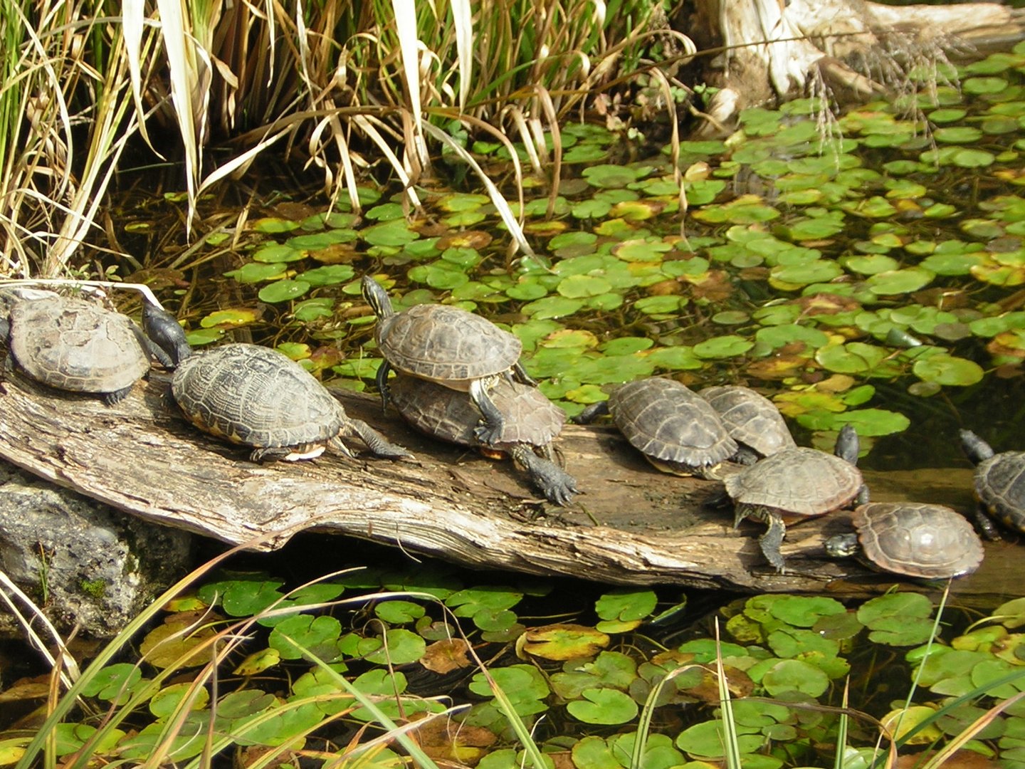 Schildkröten