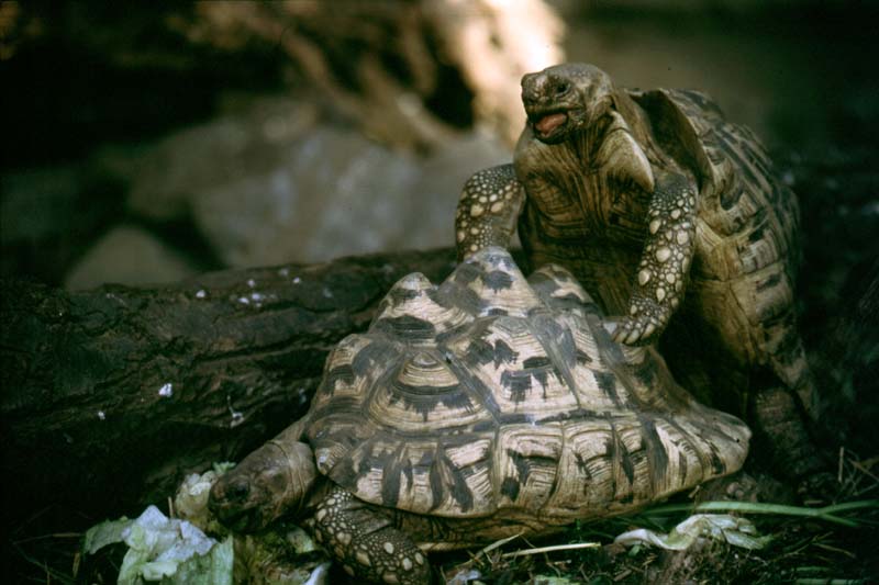 Schildkroeten