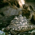 Schildkroeten