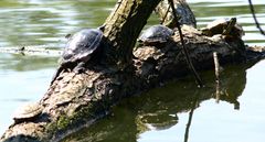 Schildkröten...