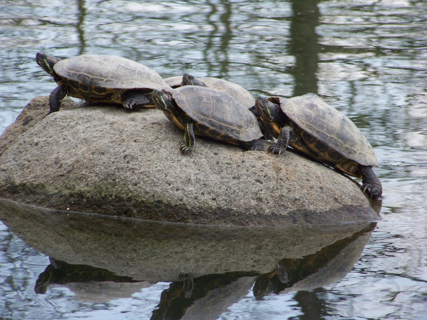 Schildkröten