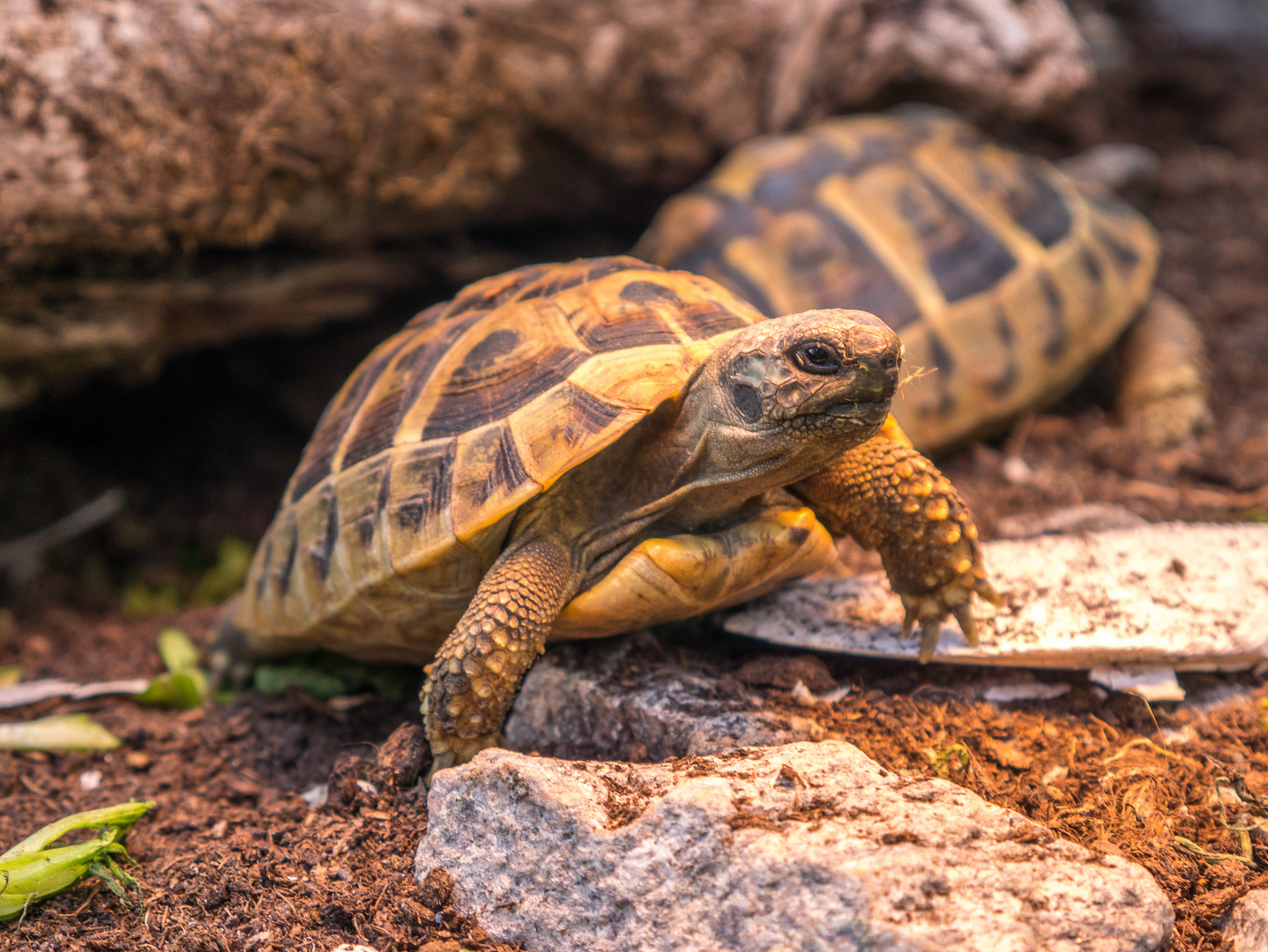 Schildkröten