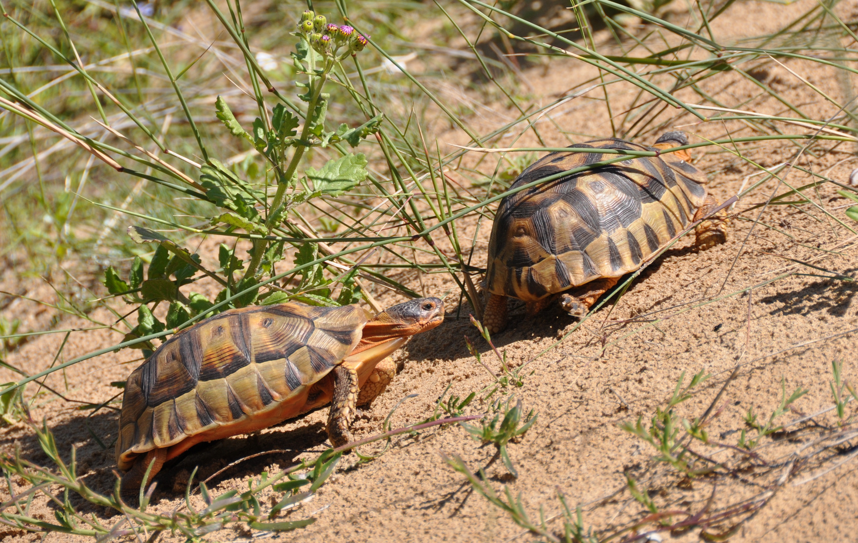 Schildkröten