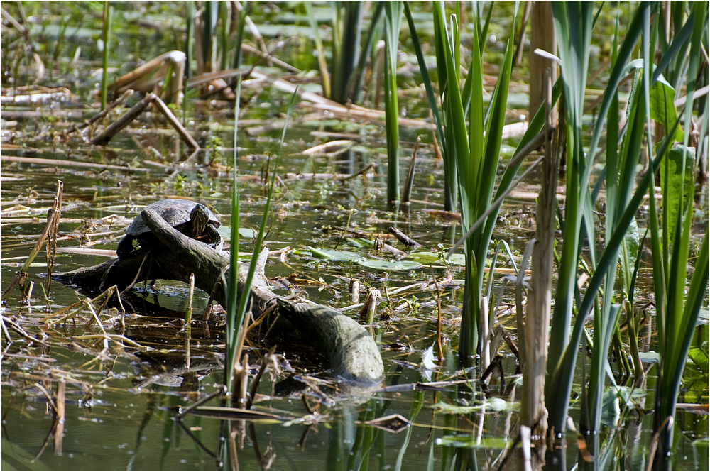 Schildkröten-Alarm