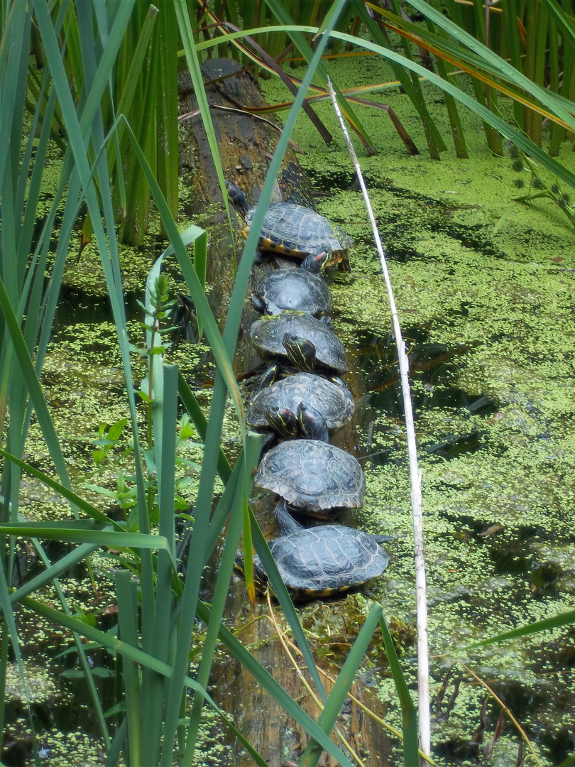 Schildkröten - alle in einer Reihe