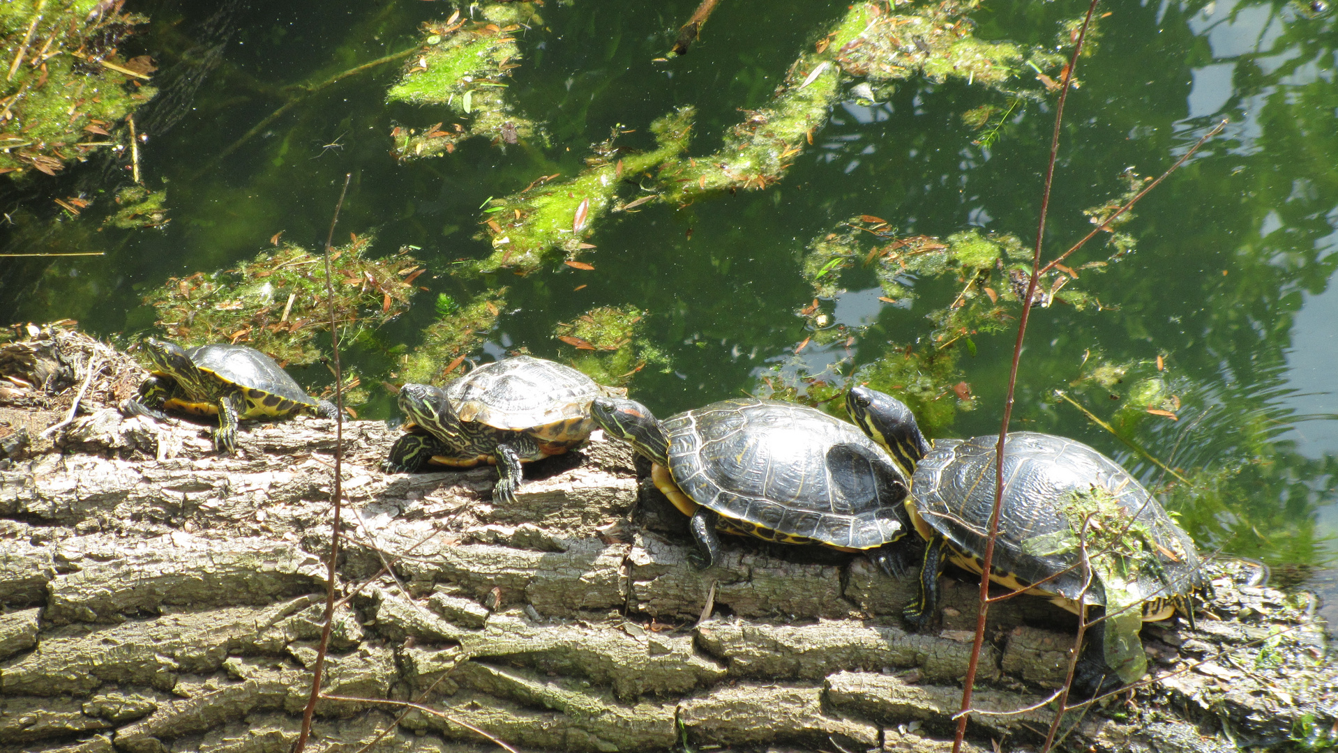 Schildkröten am Altrhein