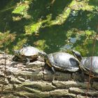 Schildkröten am Altrhein