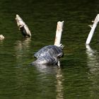 Schildkröten am Bärensee