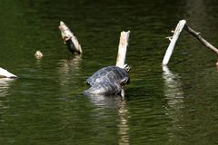 Schildkröten am Bärensee