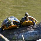 Schildkröten am Bruchsee bei Heppenheim (I)