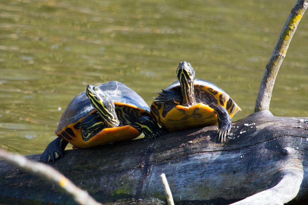 Schildkröten am Bruchsee bei Heppenheim (I)