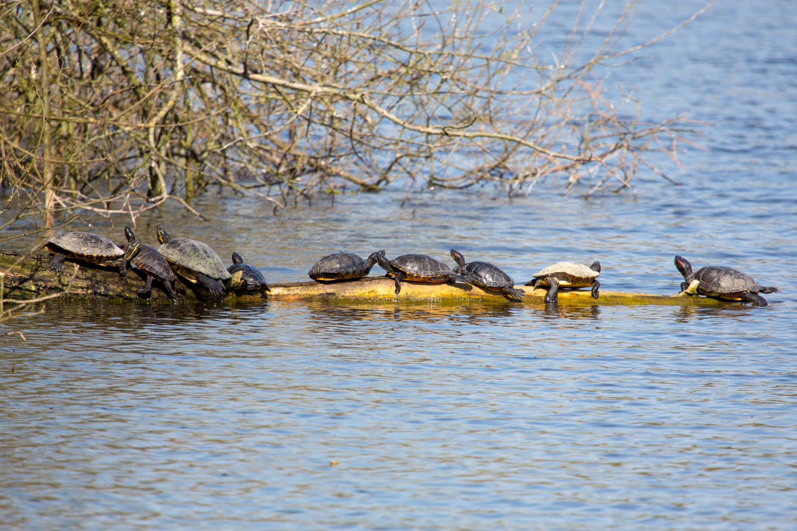 Schildkröten am Bruchsee bei Heppenheim (II) 