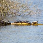 Schildkröten am Bruchsee bei Heppenheim (II) 