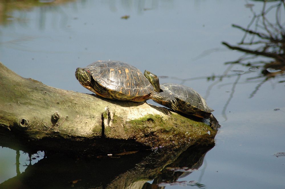 Schildkröten am Greifensee