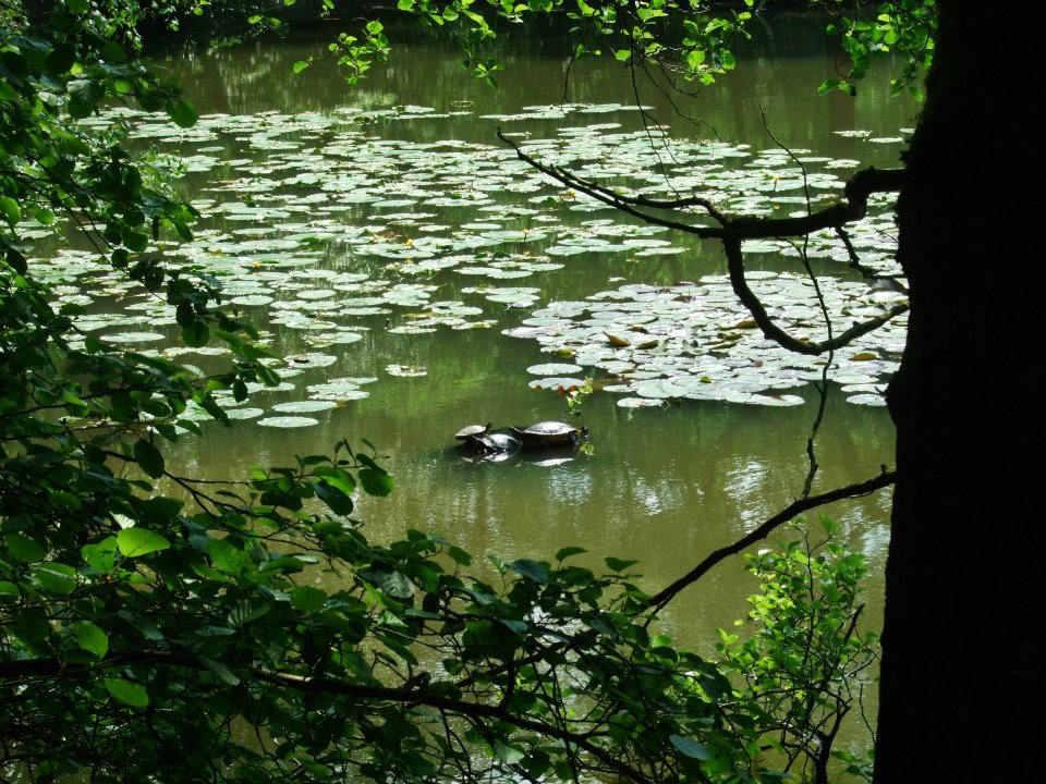 Schildkröten am Hexenteich