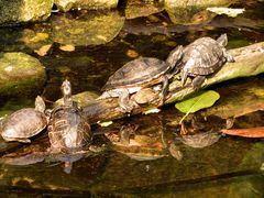 Schildkröten am Spiegeltag
